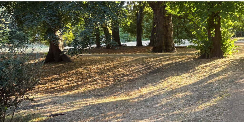 Woodland path and trees lit by sunlight